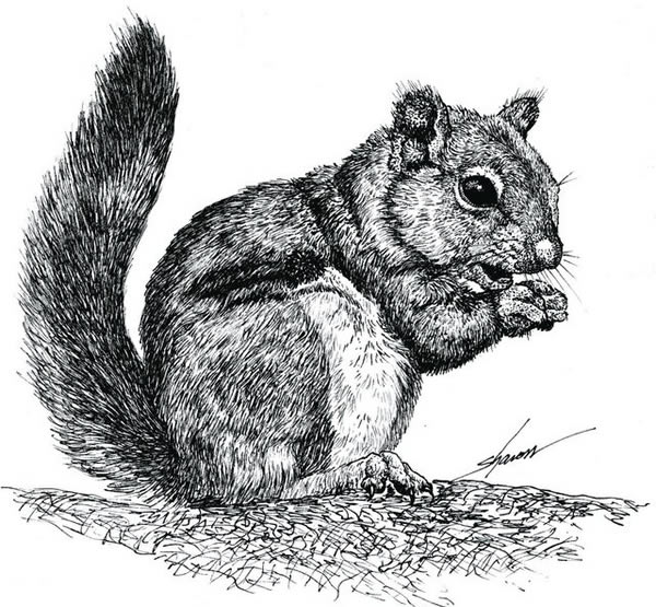 Squirrel eating nuts, drawing